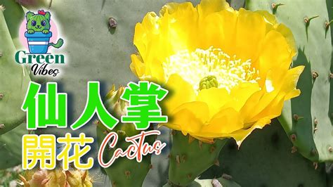 仙人掌開花時間|仙人掌花開的奧秘：從養護到花期的全指南